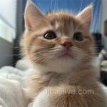 Avatar of Basit Iqbal